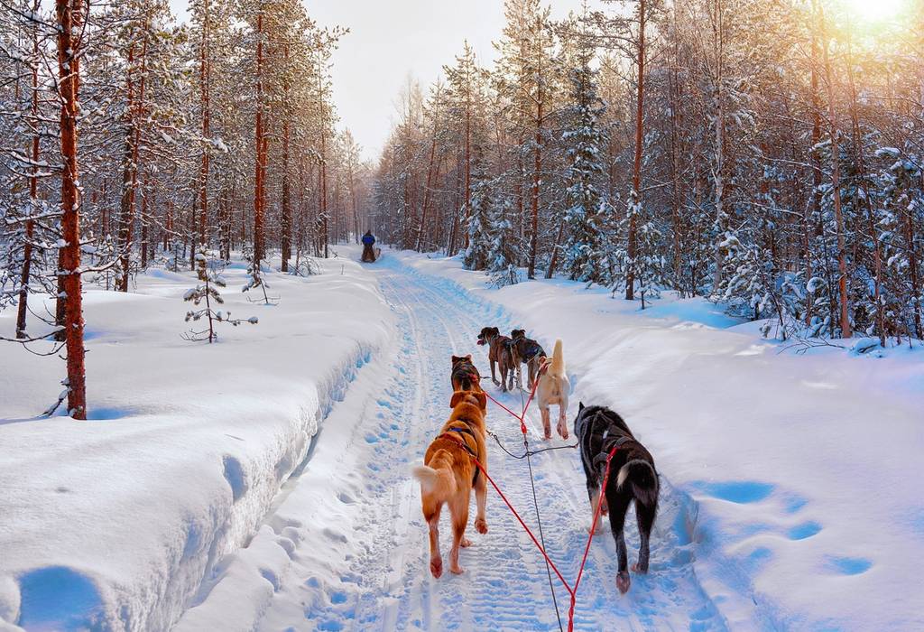 View of husky dogs as they pull a sleigh through snow covered forest in Finland