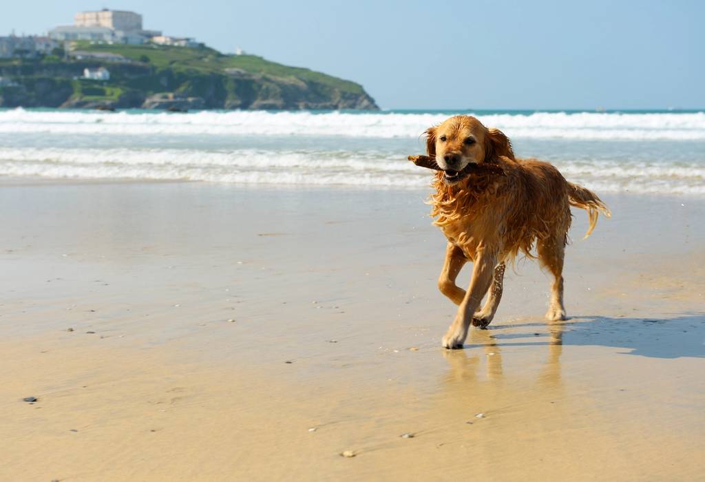 A golden retriever running on the beach while holding a stick