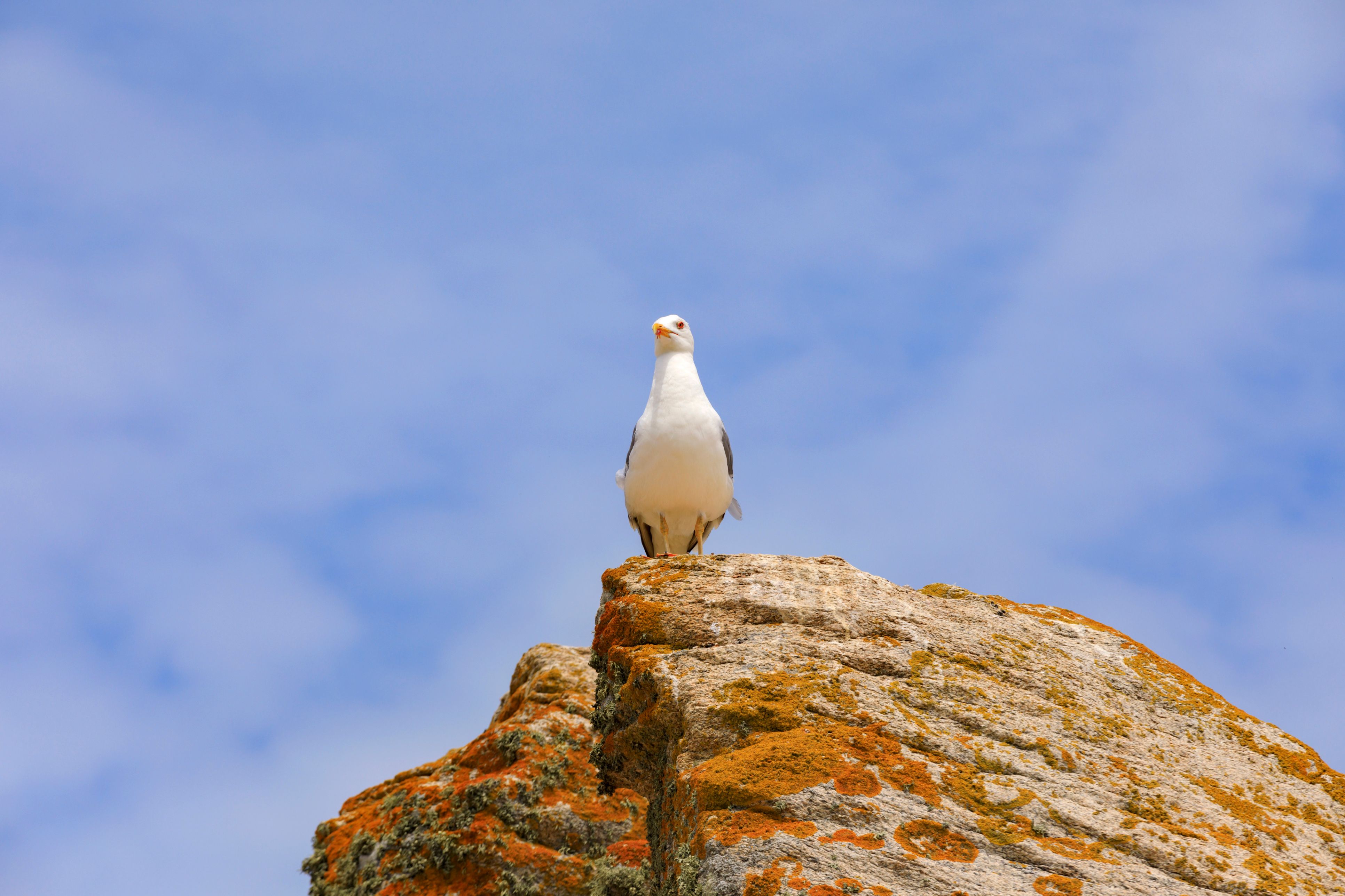 View looking up at a single gull perched on a yellow moss-covered rock