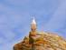 View looking up at a single gull perched on a yellow moss-covered rock