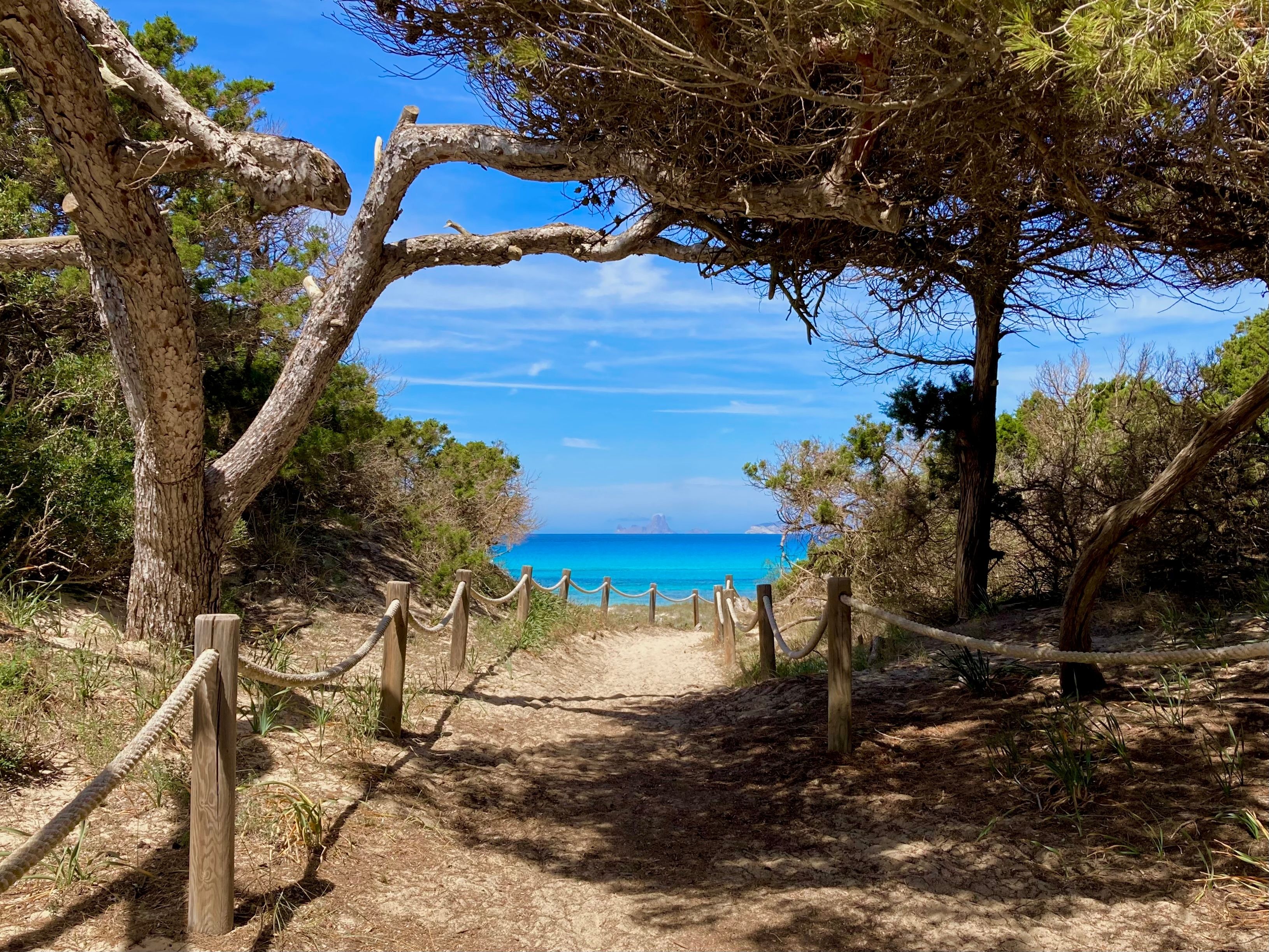 View of a wooded pathway leading to the Cavall d´en Borras beach in Formentera