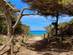 View of a wooded pathway leading to the Cavall d´en Borras beach in Formentera