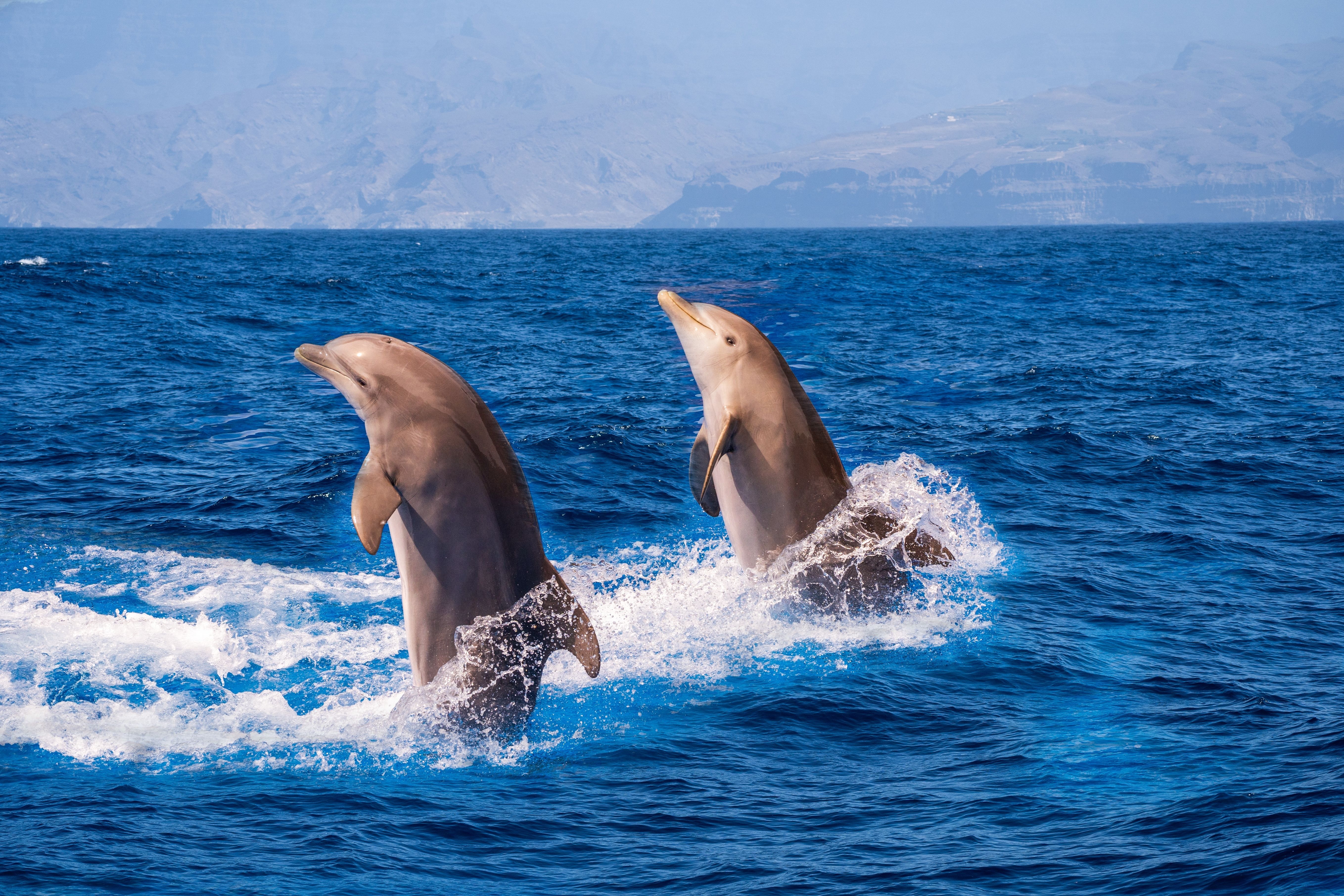 A pair of dolphins jumping out of the sea