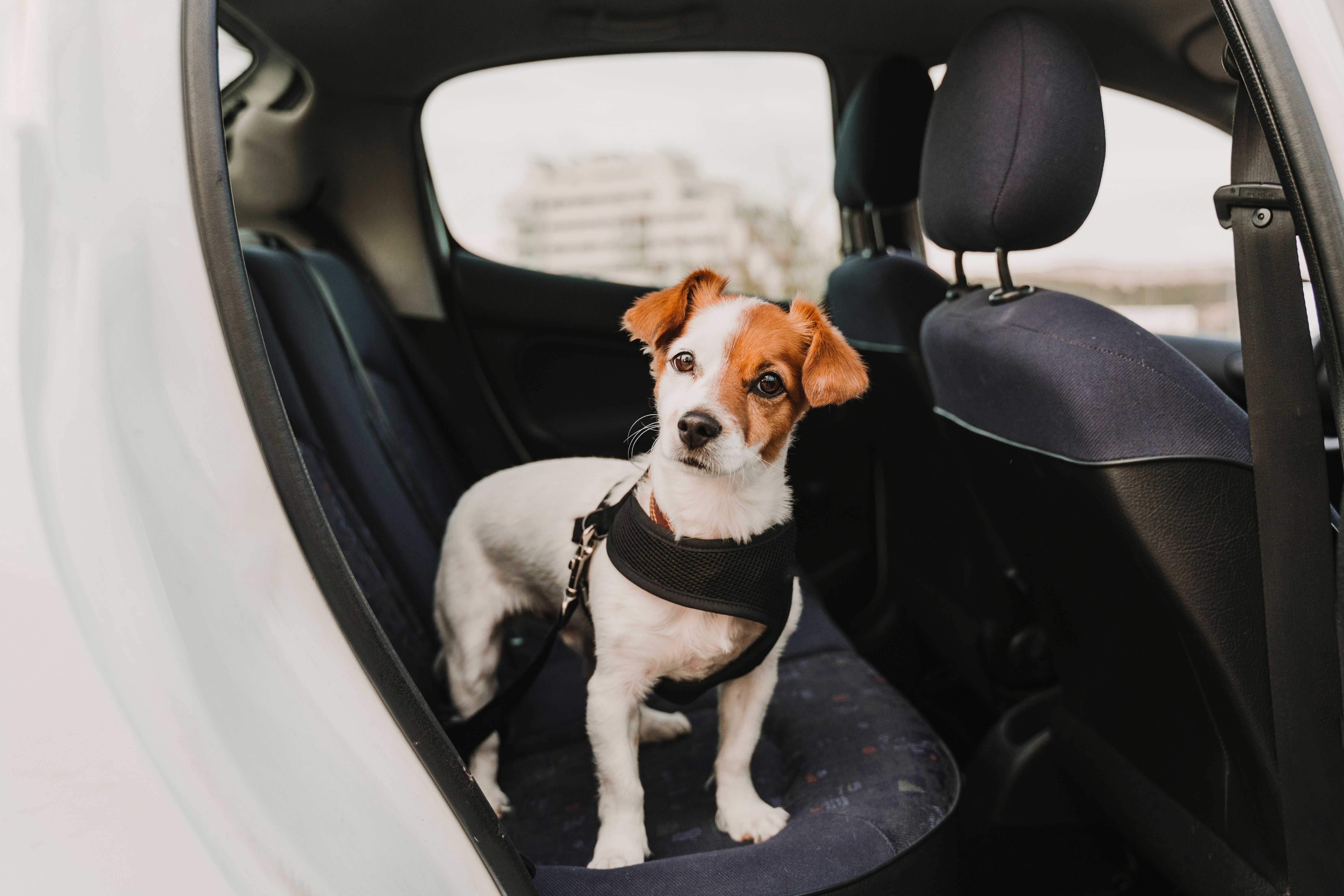 Picture of a small brown and white Jack Russell terrier in the backseat of a car wearing a harness and seatbelt
