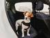 Picture of a small brown and white Jack Russell terrier in the backseat of a car wearing a harness and seatbelt