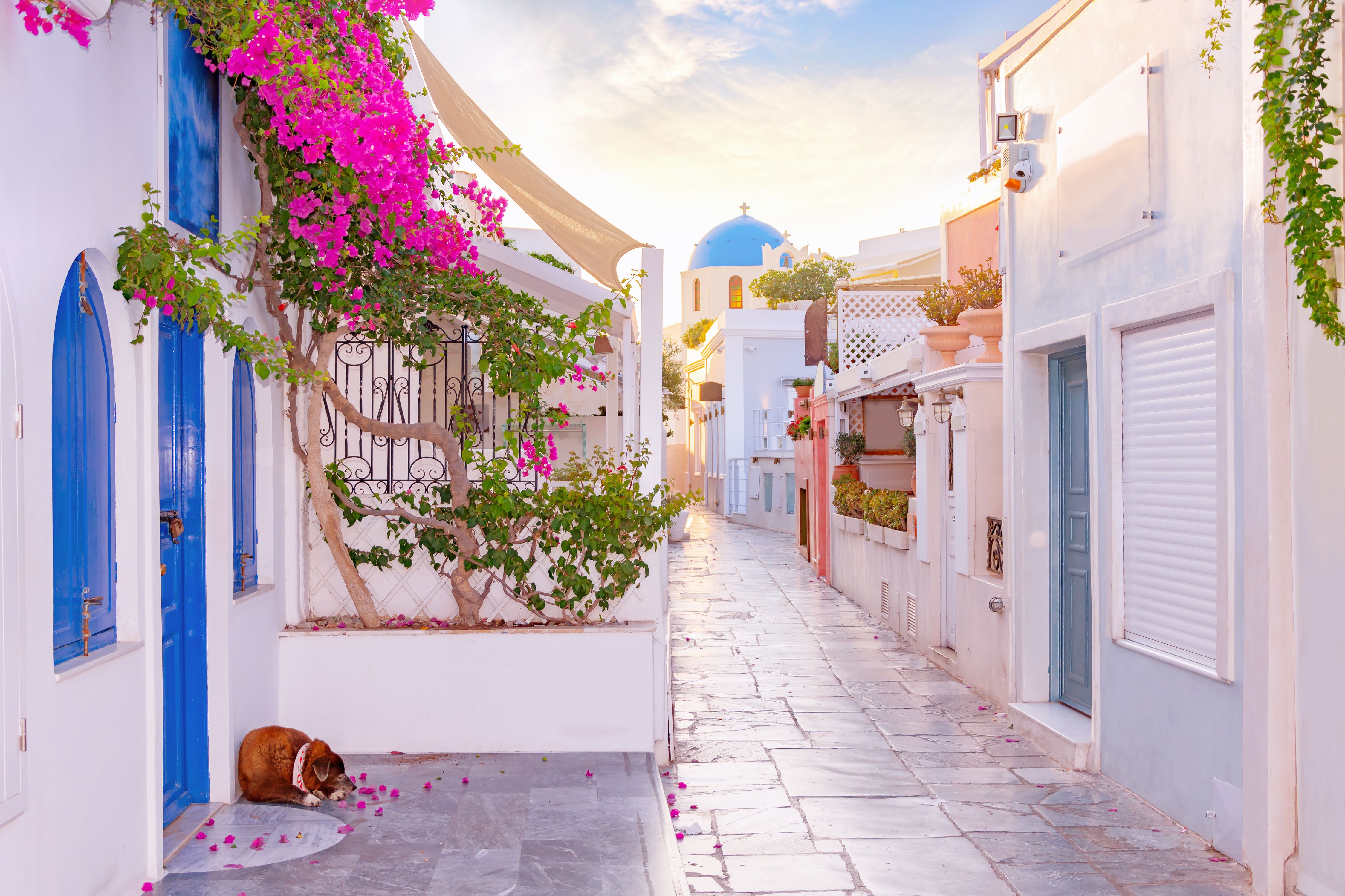 View down a narrow street lined with whitewashed houses and draped in pink bougainvillea in Oia at sunset