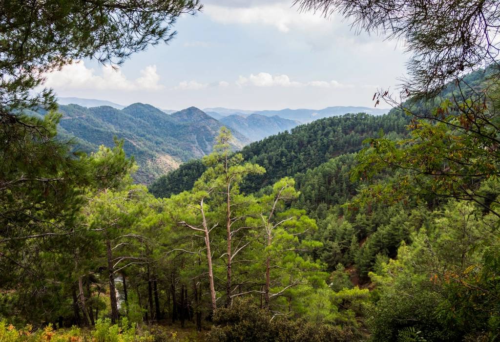 A view of the pine forest Troodos mountain range on the island of Cyprus