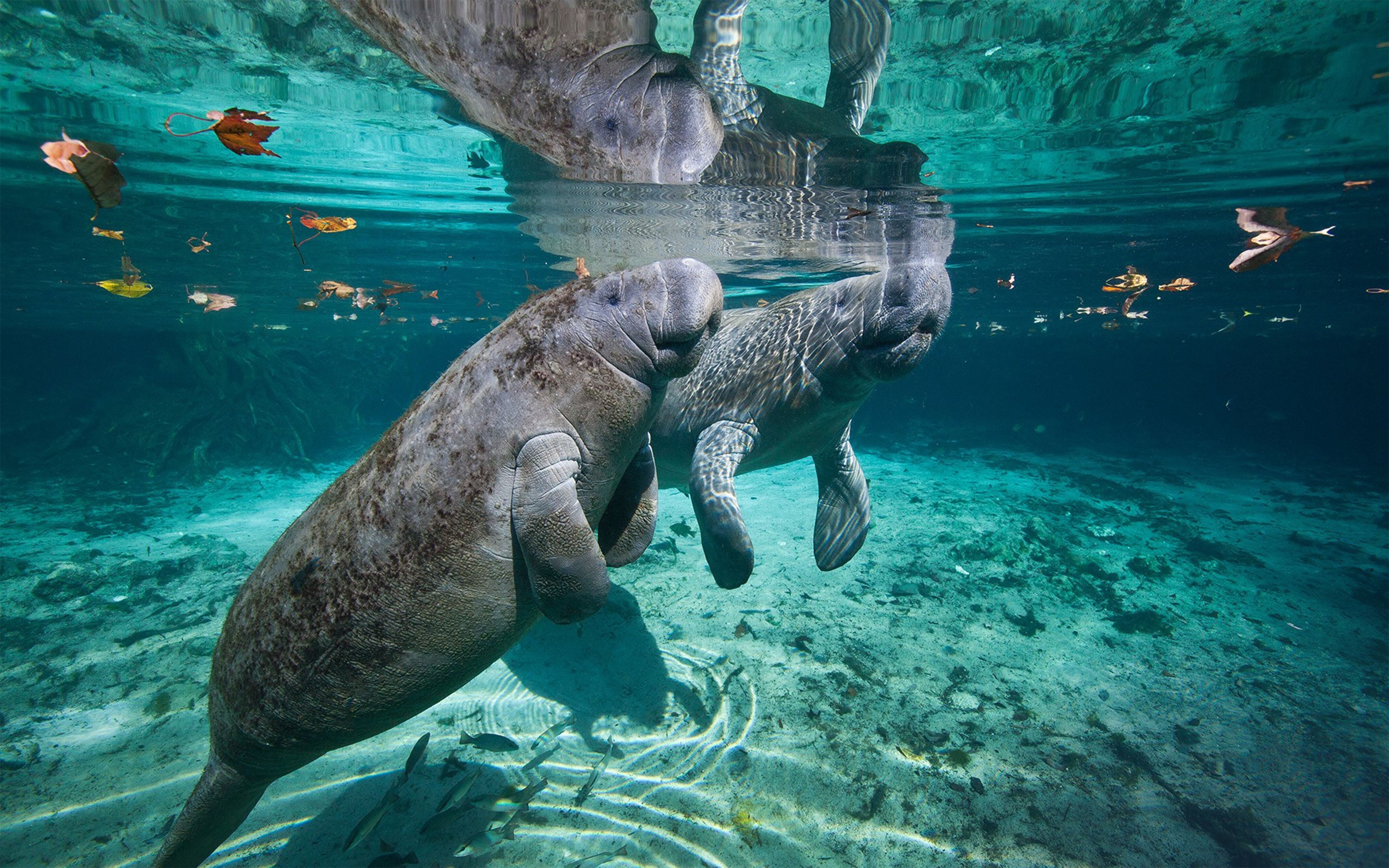 A close up view of manatees underwater in Florida