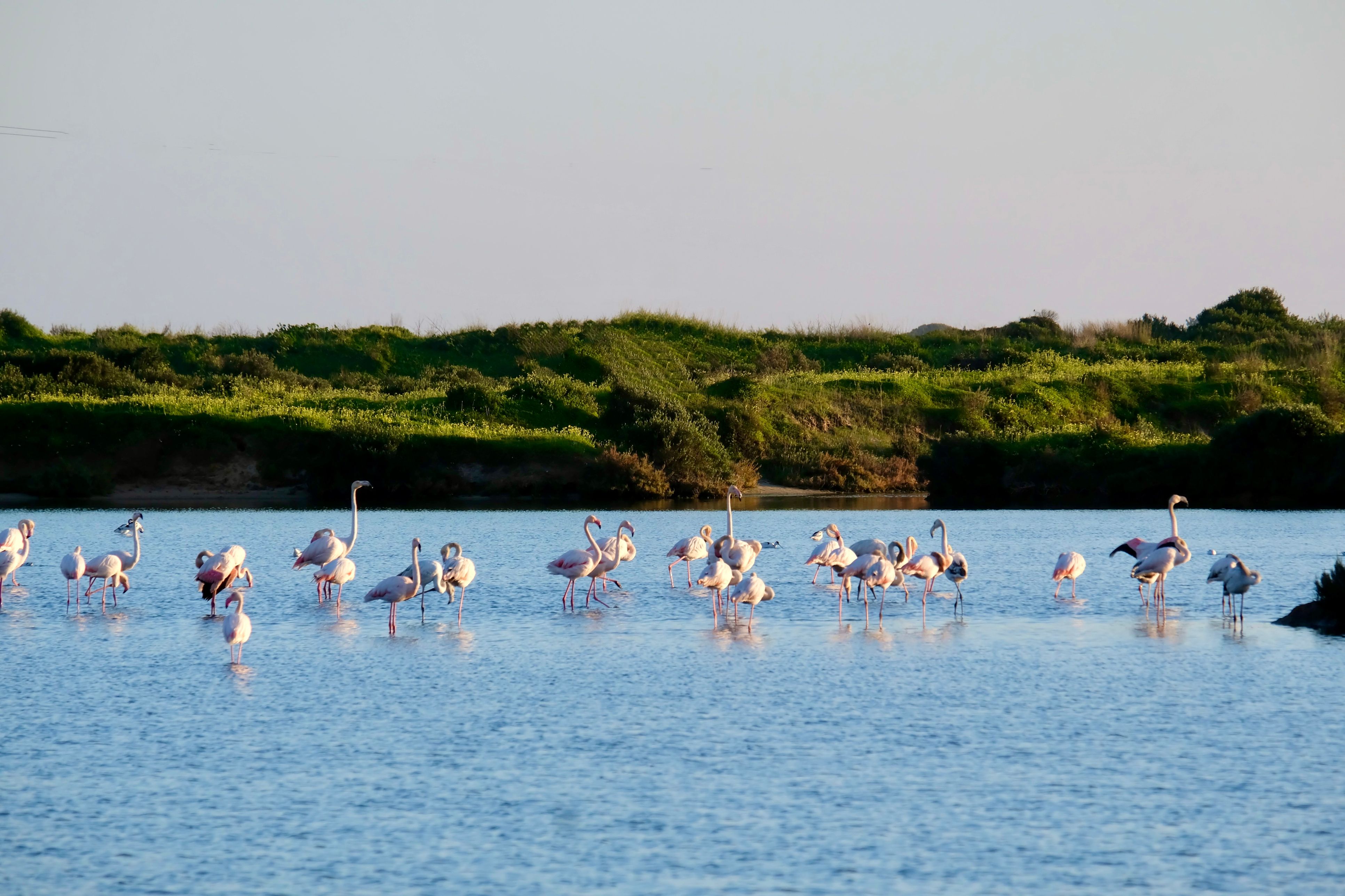 Flamingos in the Ria Formosa Natural Park, Algarve, Portugal