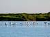 Flamingos in the Ria Formosa Natural Park, Algarve, Portugal
