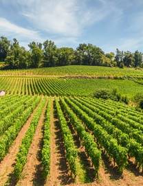 View on lush green vineyards in France on a sunny day