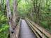 A boardwalk through forest in the Six Mile Cypress Slough Preserve, Florida