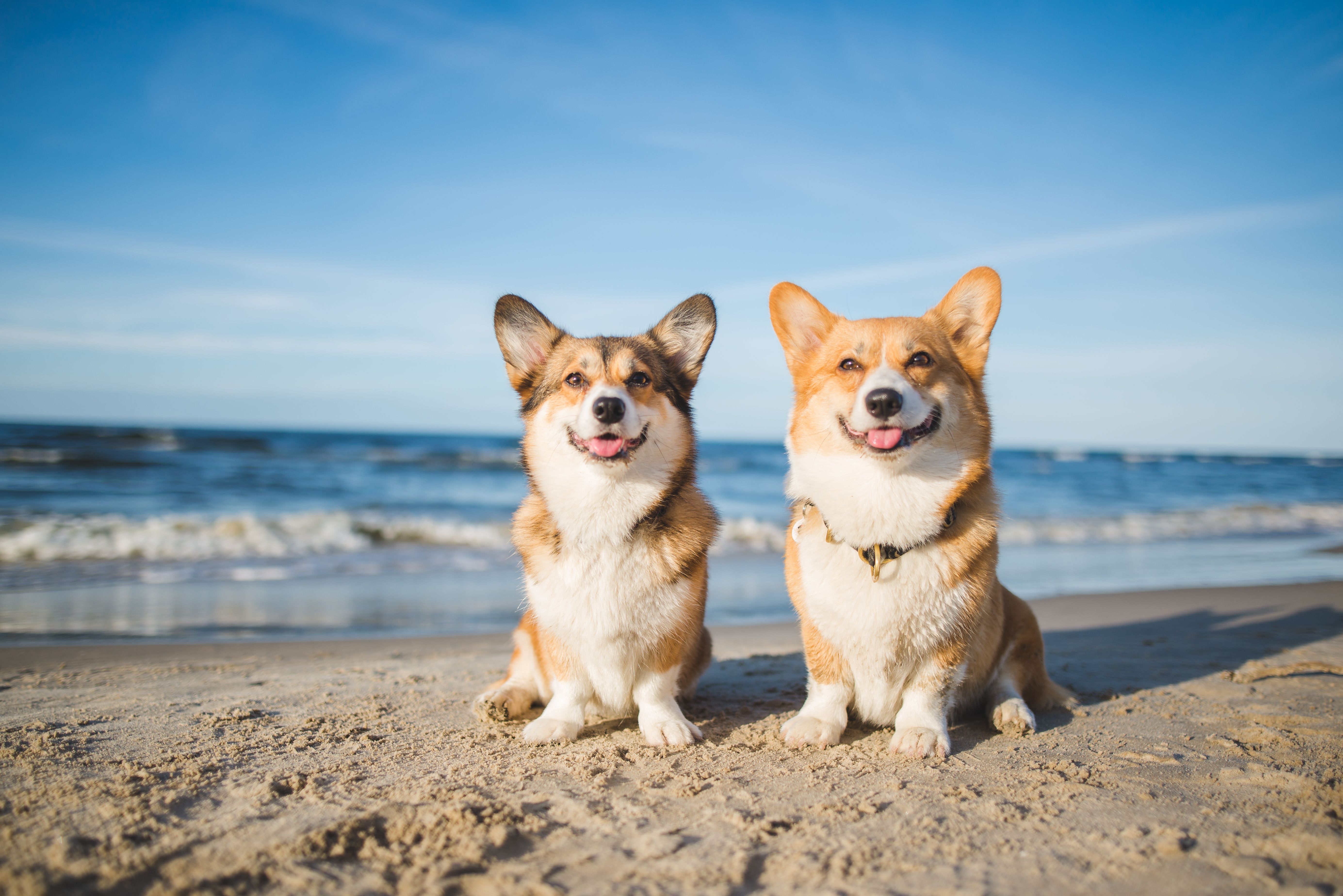 Taking Your Pets Abroad: Everything You Need To Know