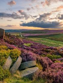 Vibrant purple heather being illuminated by the setting sun in the Peak District