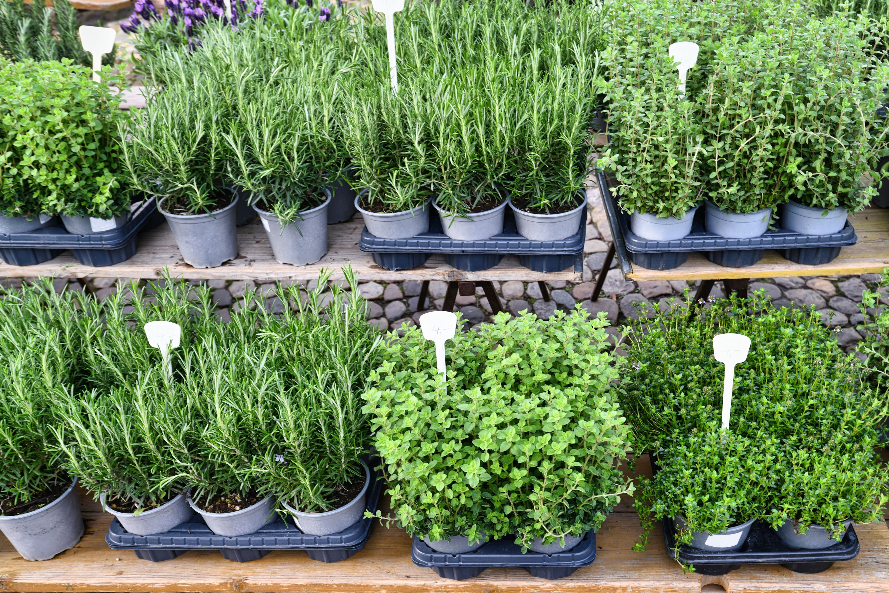 Potted herb plants on a market stall table