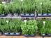 Potted herb plants on a market stall table