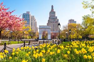 A view of Washington Square Park in New York on a bright spring day with daffodils and cherry blossom