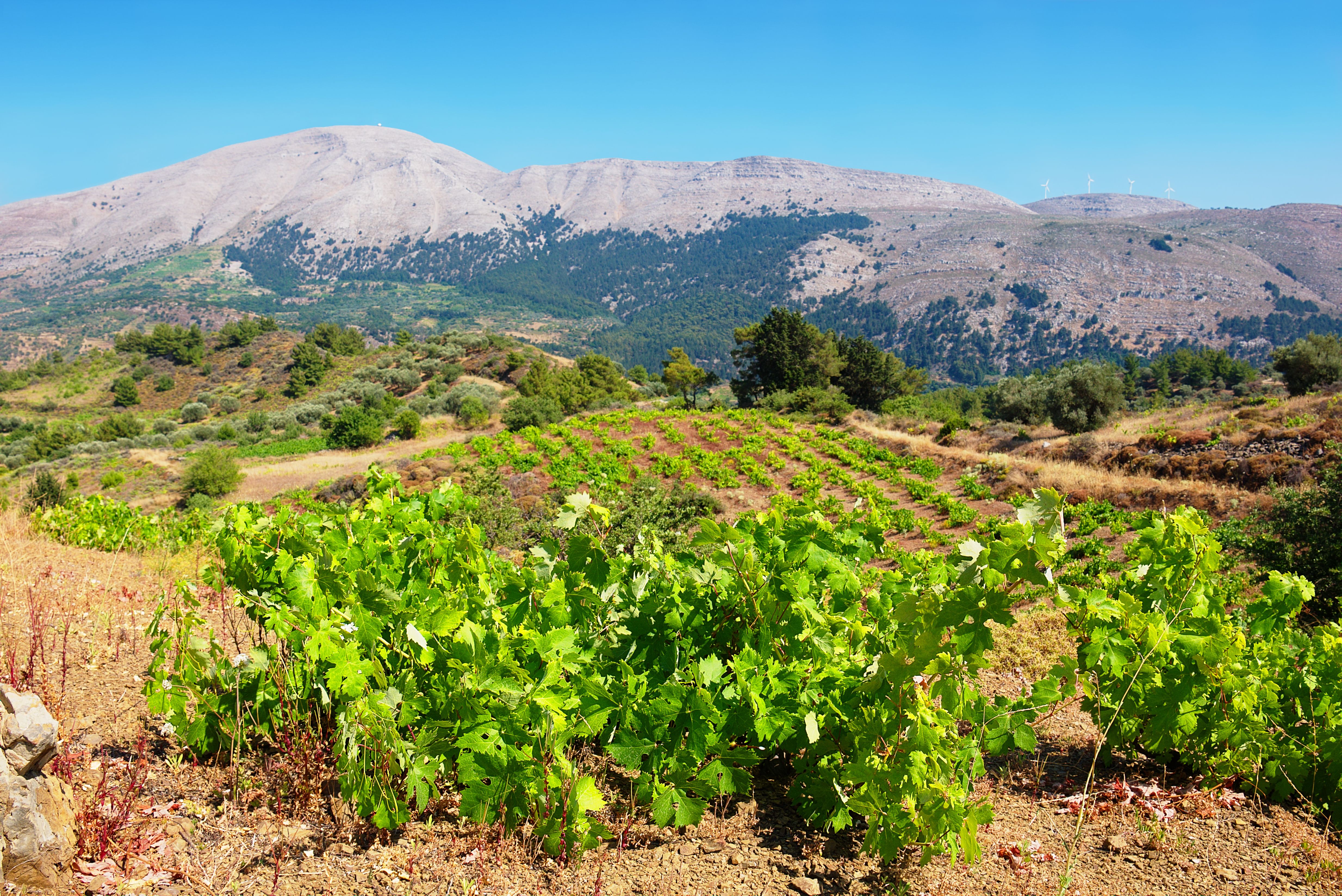 A view of a vineyard in Rhodes with a mountain backdrop
