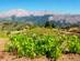 A view of a vineyard in Rhodes with a mountain backdrop