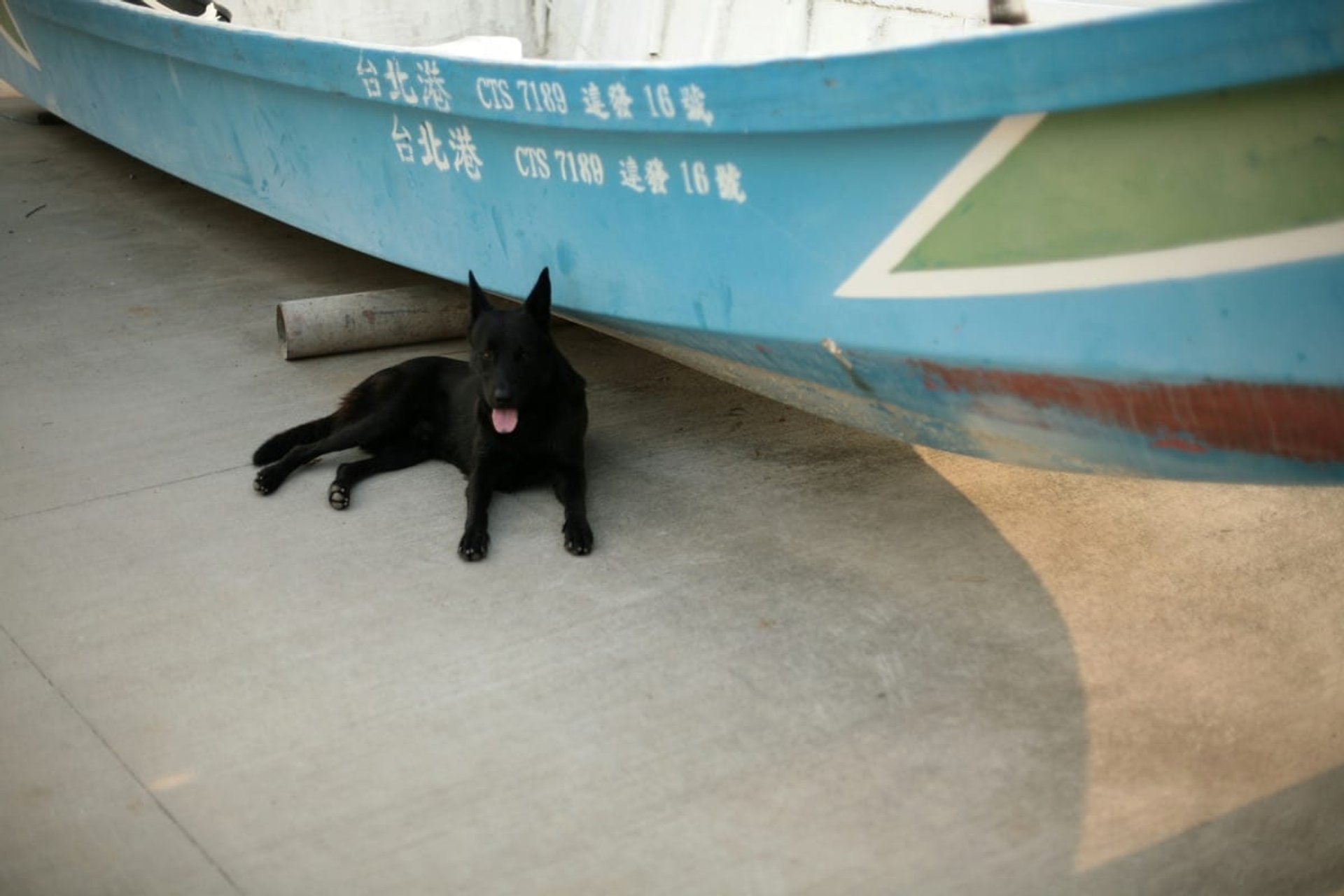 Viajes en ferry con mascotas hero image