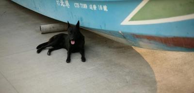 Viajes en ferry con mascotas