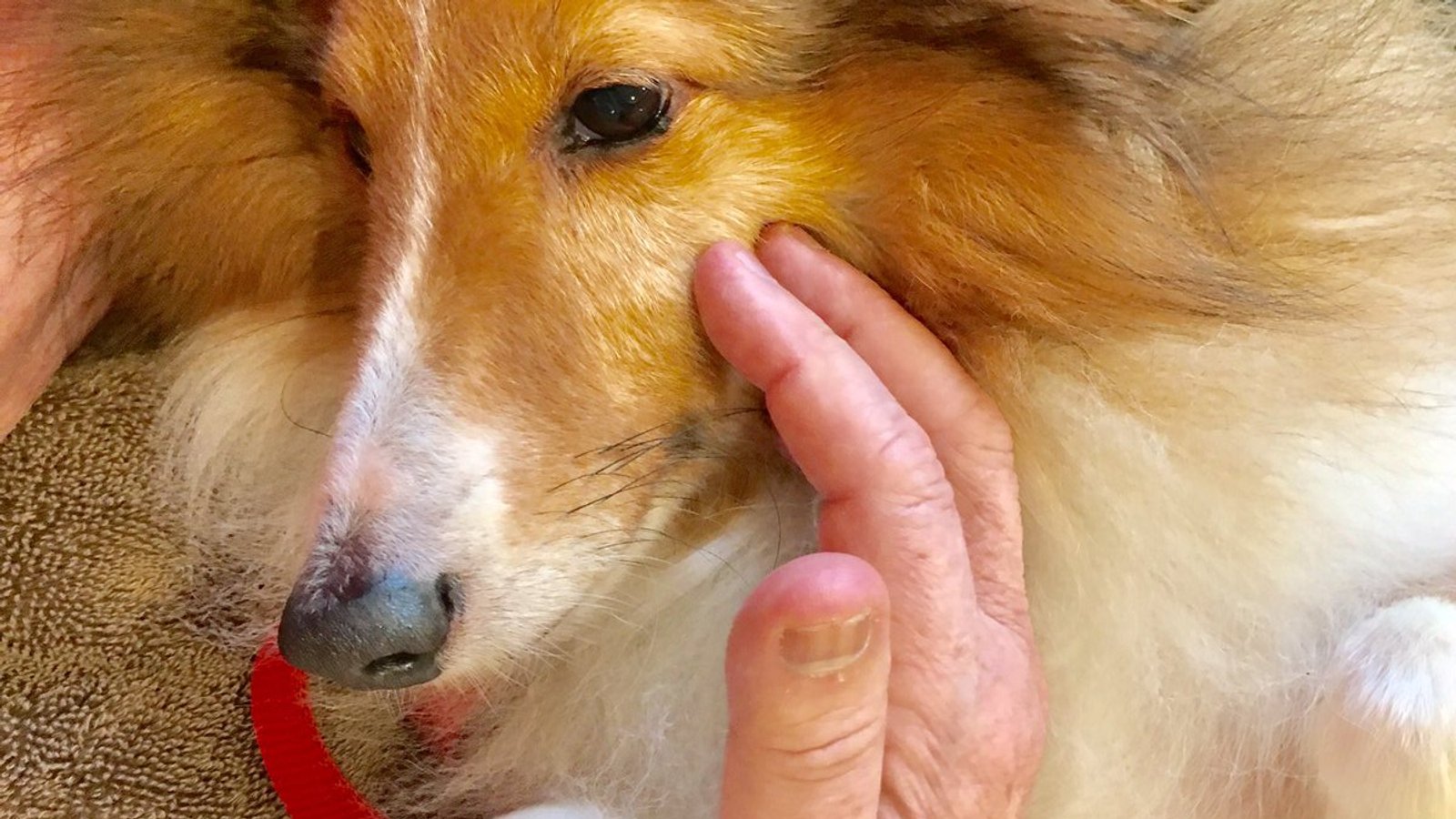 Ollie during a memory care visit at assisted living