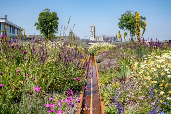 Baro Architectuur Webdesign Webdevelopment Branding