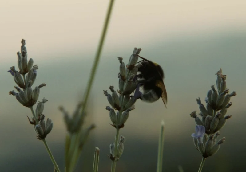 Onbegrensd Webdesign Webdevelopment