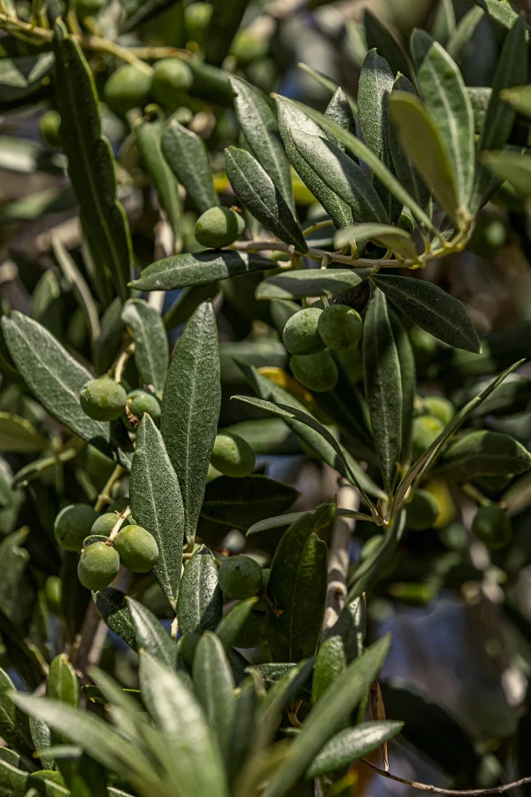 Secretos Ibericos Webdesign Webdevelopment