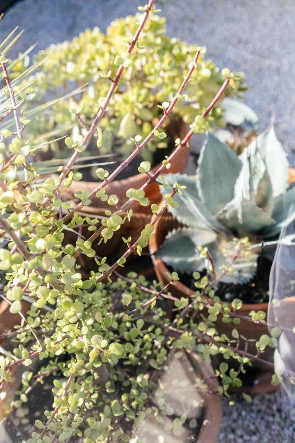 Great Webdesign Webdevelopment Branding