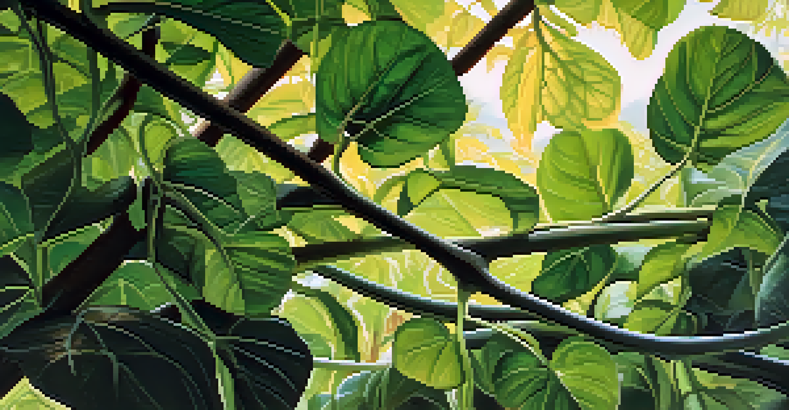 A close-up image of the Banisteriopsis caapi vine surrounded by green leaves, with sunlight filtering through the trees.