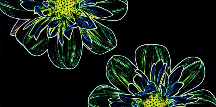 Fluorescent Flower_Opoczno_6