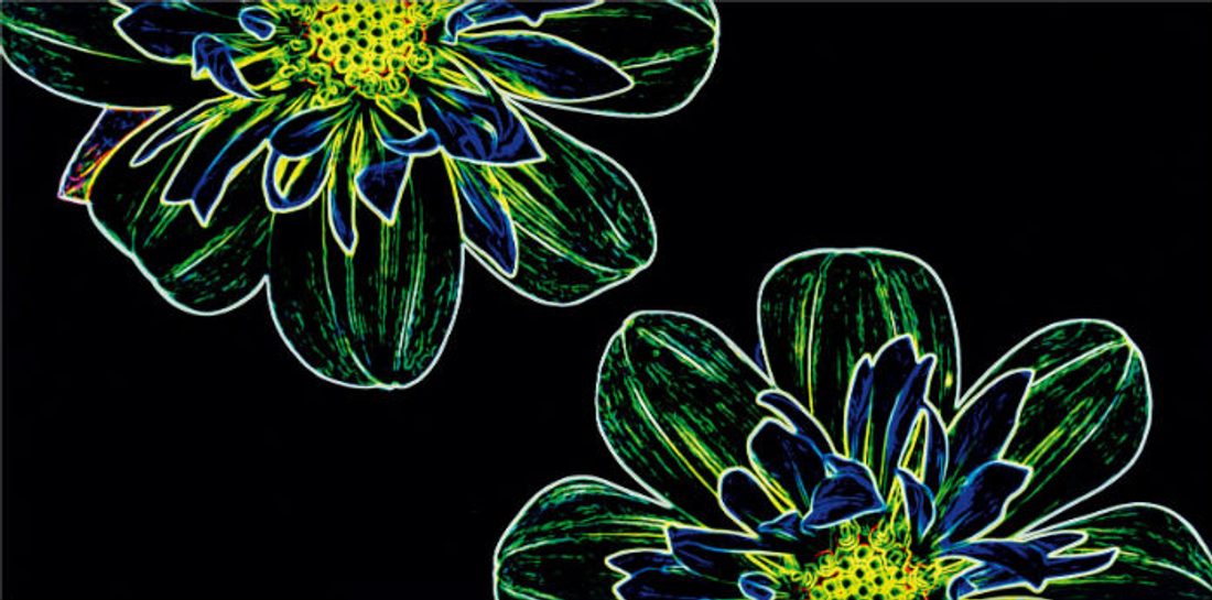 Fluorescent Flower_Opoczno_6