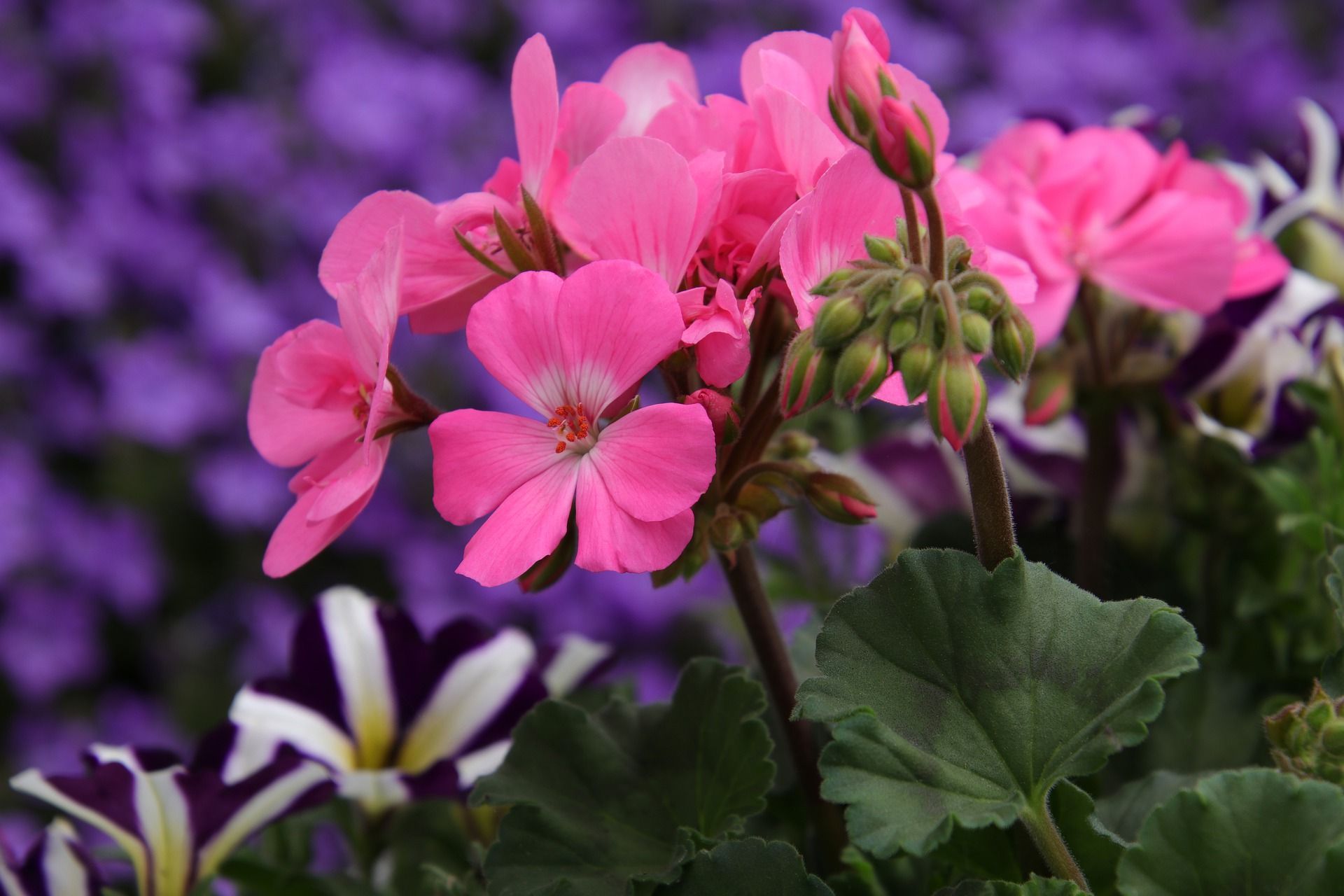 pelargonie