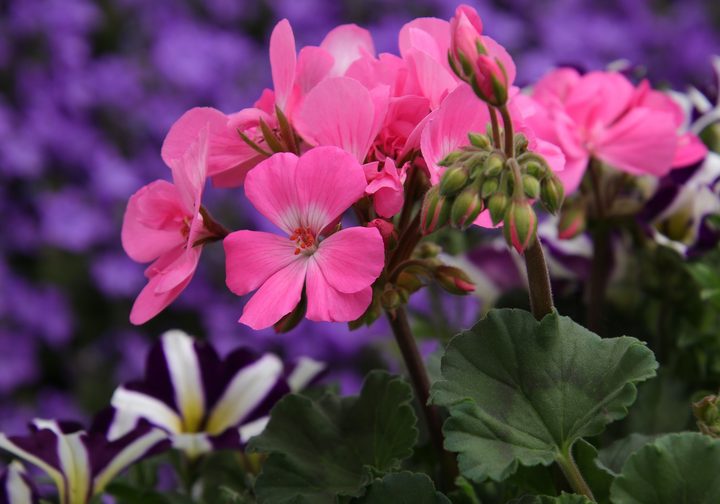 pelargonie