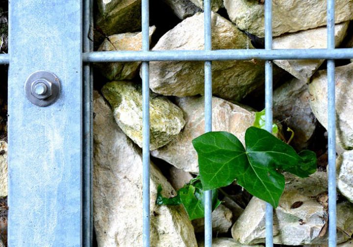 gabion porośnięty bluszczem
