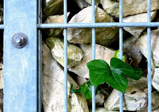 gabion porośnięty bluszczem
