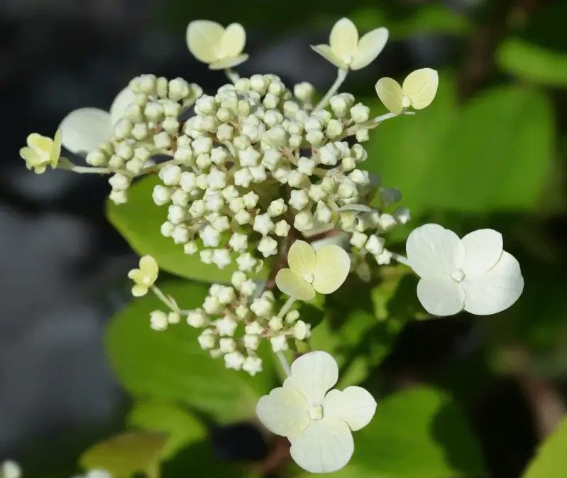 hortensje ogrodowe