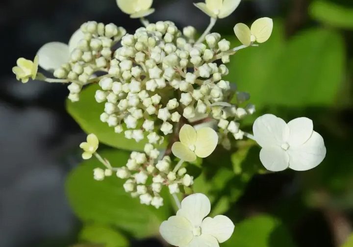 hortensje ogrodowe