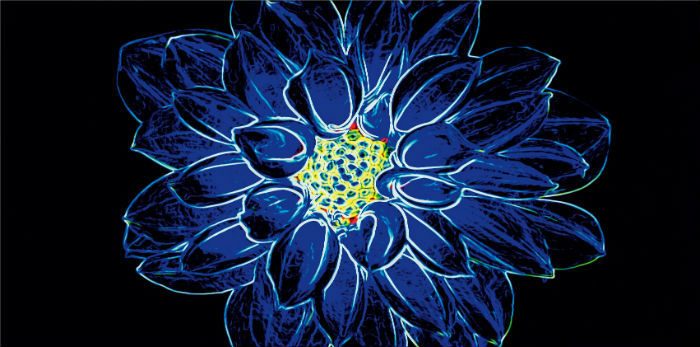 Fluorescent Flower_Opoczno_9