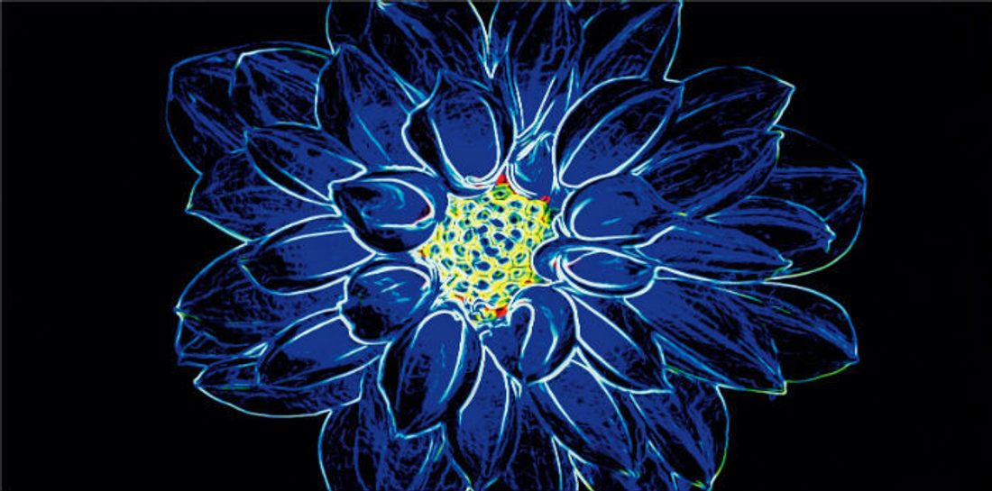 Fluorescent Flower_Opoczno_9