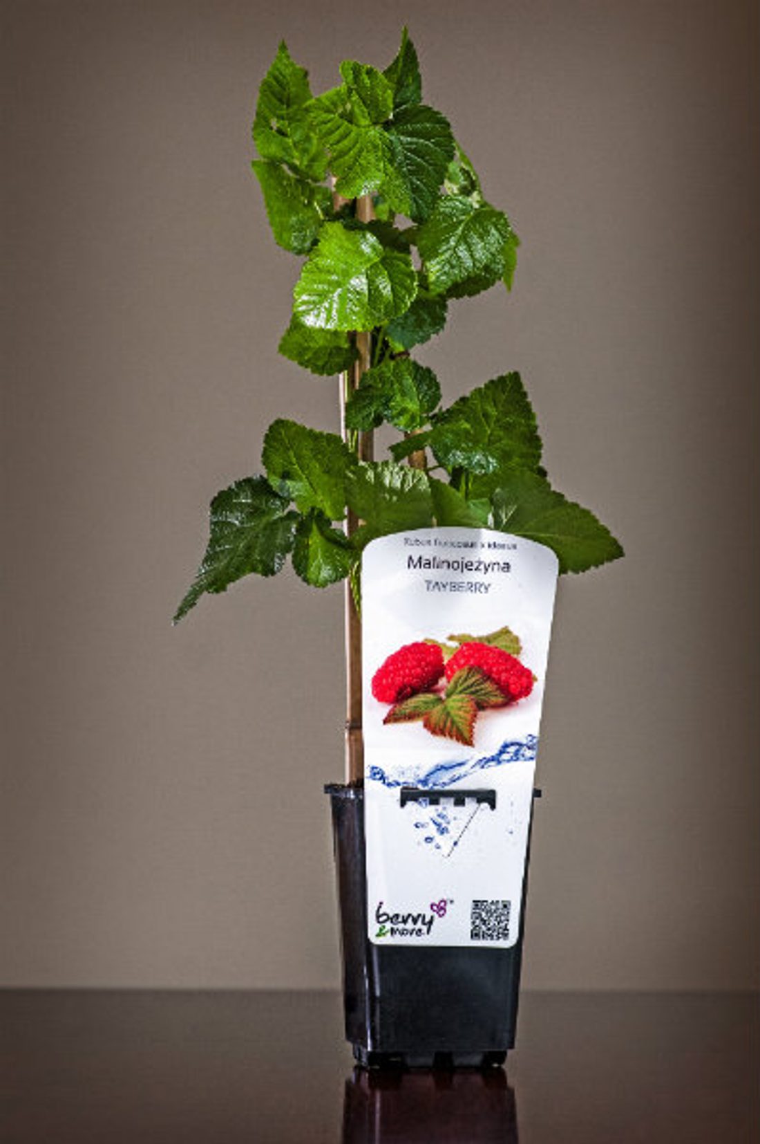 Krzewy owocowe. Sadzonka krzewu malinojeżyny berry&more™