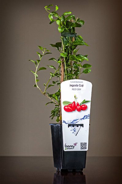 Krzewy owocowe. Sadzonka krzewu jagody Goji. berry&more™
