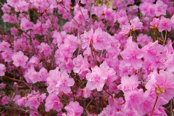 Krzewy_ozdobne_Korean_Rhododendron_Rhododendron_mucronulatum_