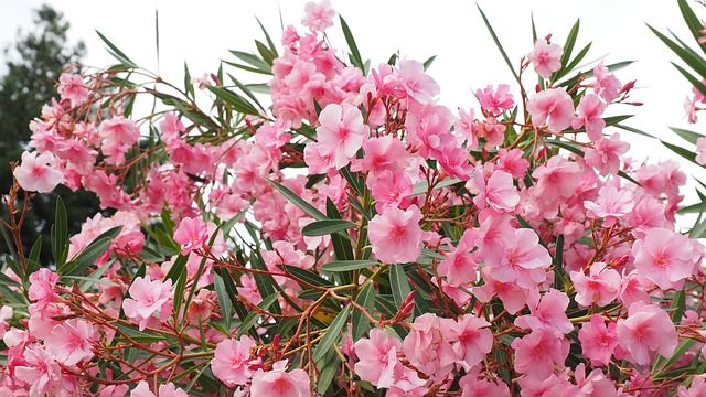 Ilustracja do artykułu „Oleander – uprawa, pielęgnacja”