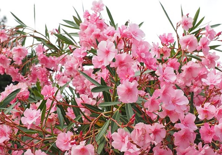 Ilustracja do artykułu „Oleander – uprawa, pielęgnacja”