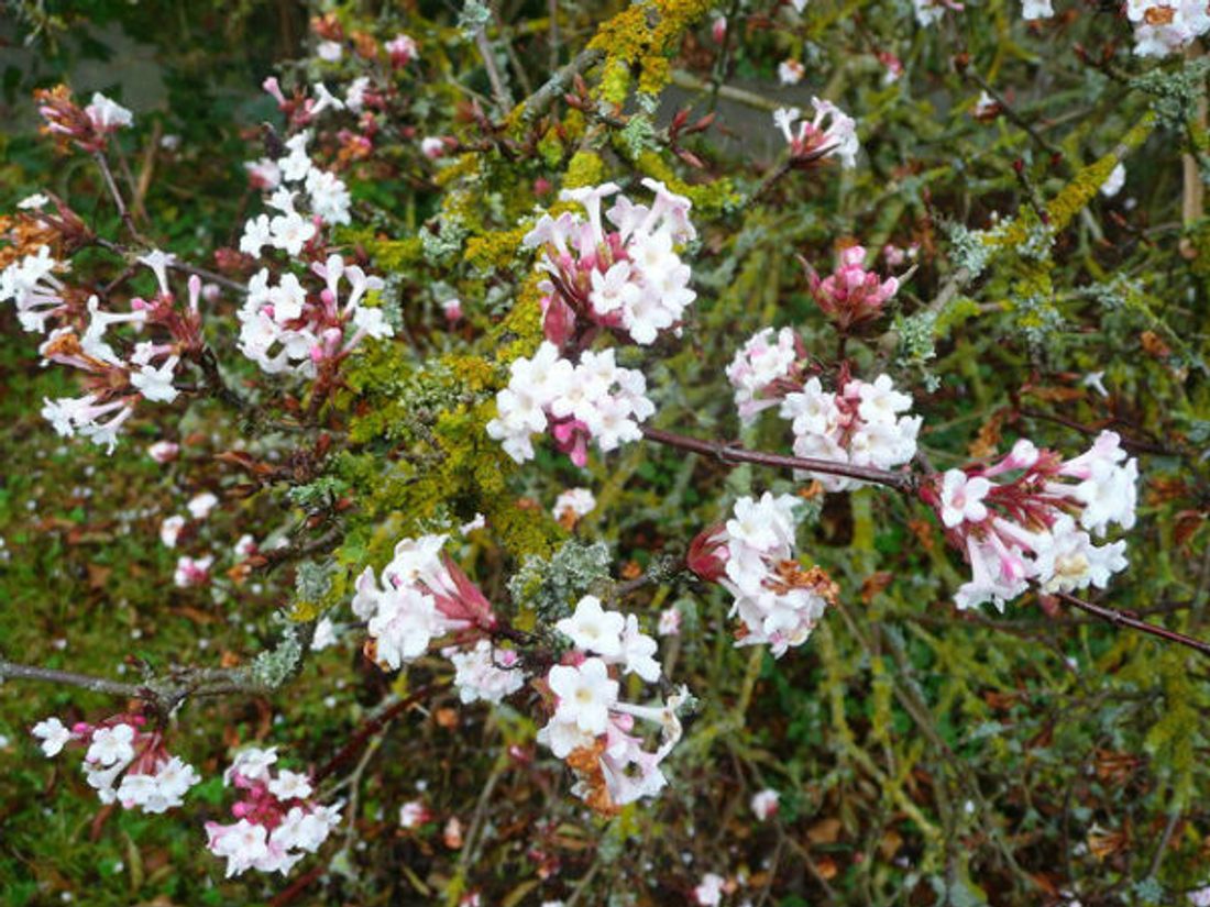 Krzewy_ozdobne_Viburnum_bodnantense_in_flower