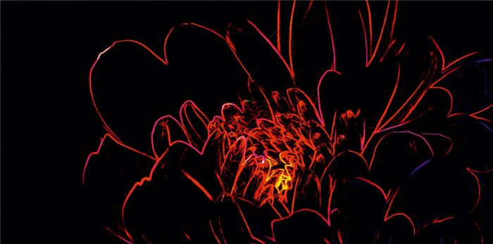 Fluorescent Flower_Opoczno_5