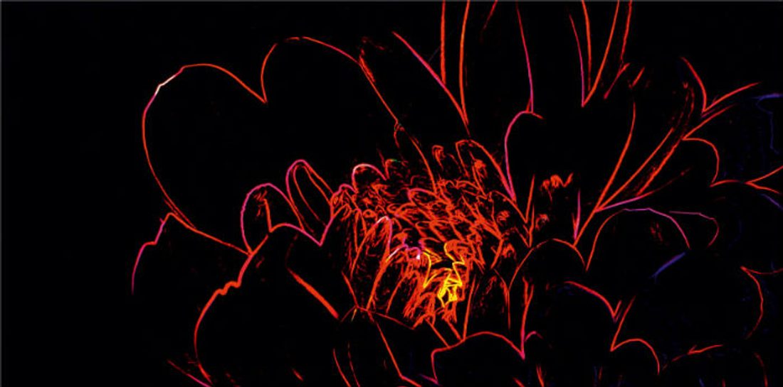 Fluorescent Flower_Opoczno_5