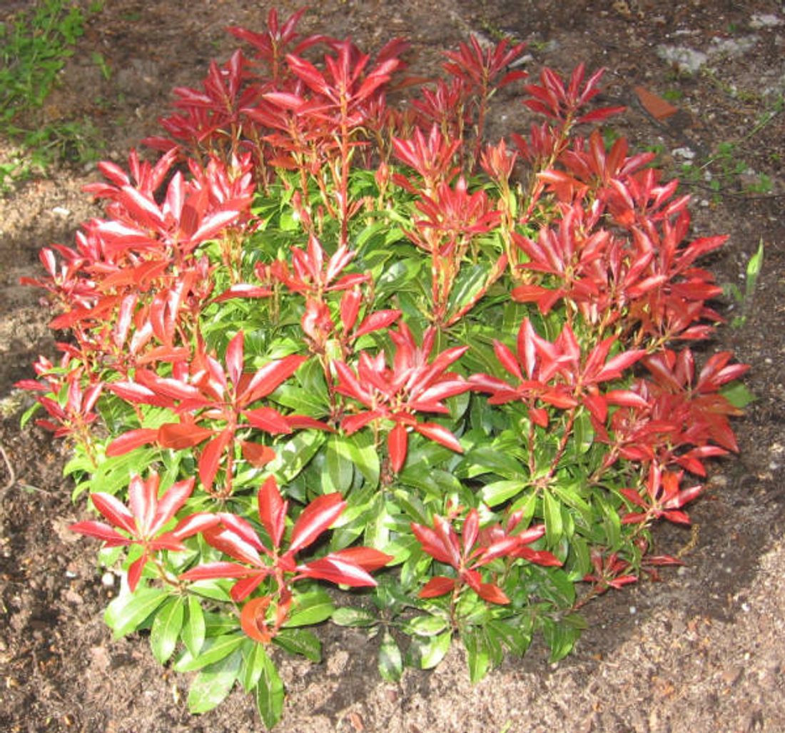 Krzewy_ozdobne_Pieris_japonica_2